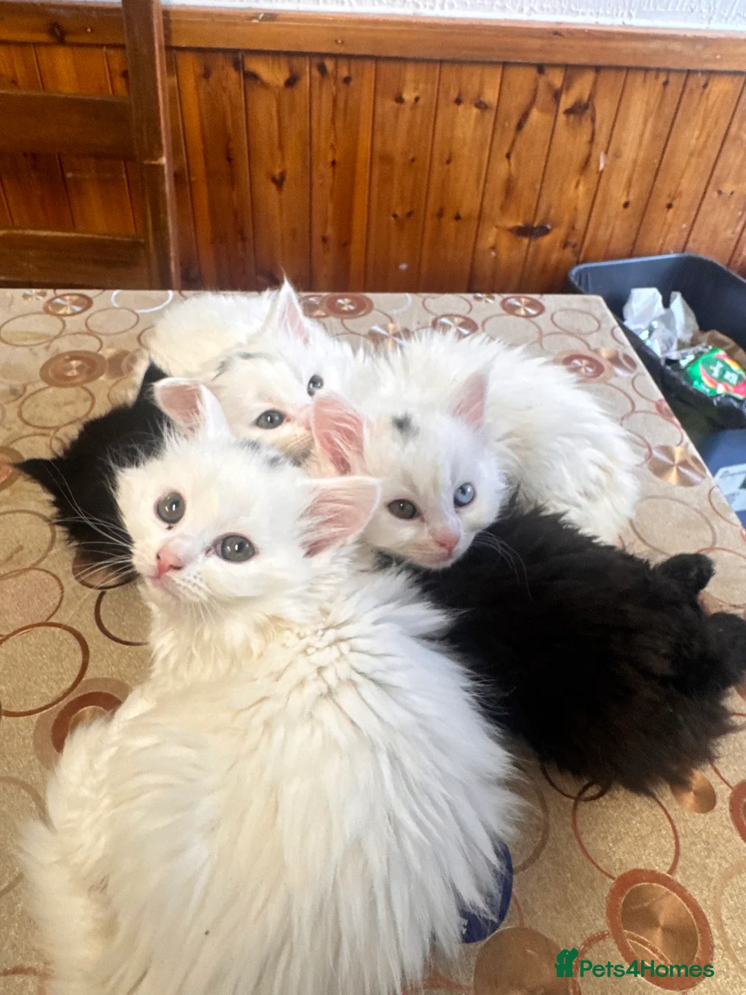 Scottish Fold cats for sale: Mum Scottish fold dad is Turkish angora  - Advert 5