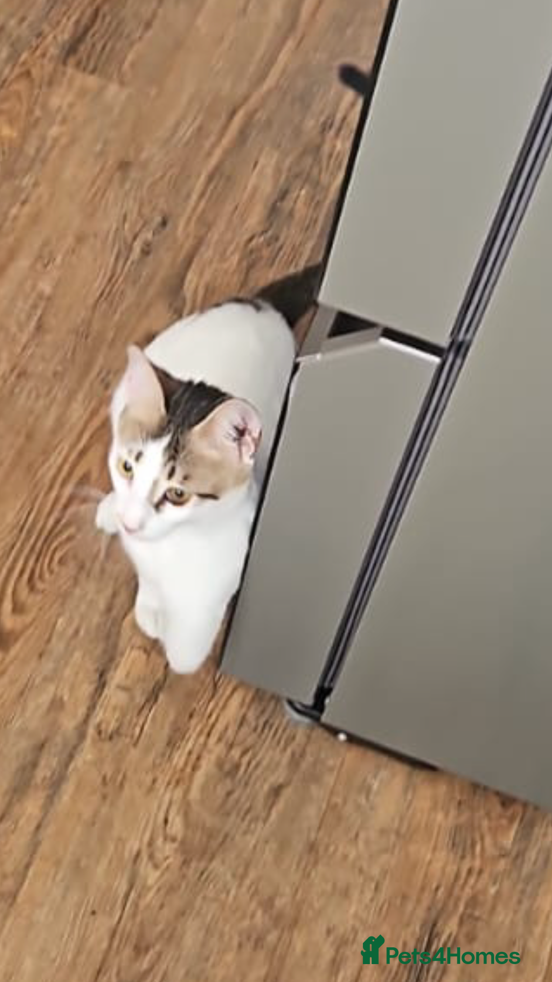 Mixed Breed cats for adoption: ANAKIN-HEALTHY HAPPY CUTE BOY MISSING FRONT PAW! - Advert 8