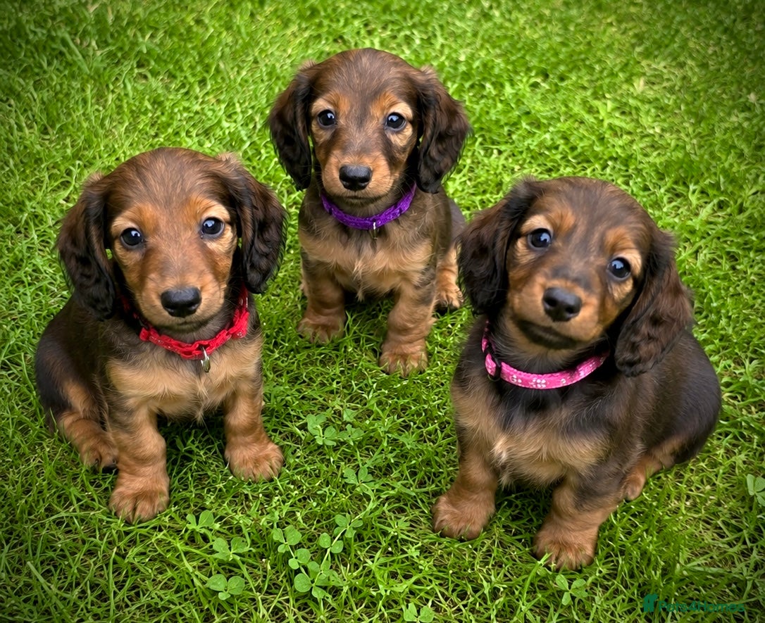 Miniature Dachshund dogs 3 Miniature Longhaired Dachshund Girls for Sale - Advert 4