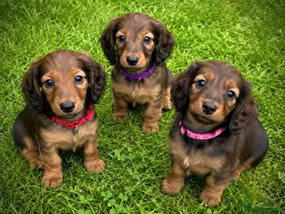 Miniature Dachshund dogs 3 Miniature Longhaired Dachshund Girls for Sale - Advert 4