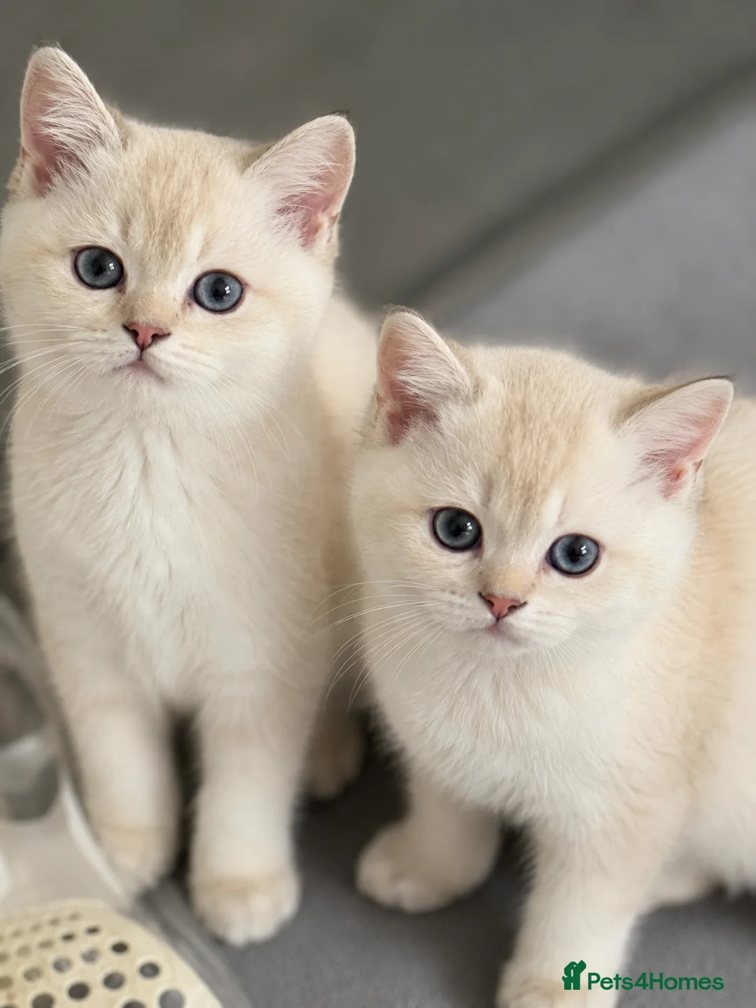 Scottish Fold cats for sale: SCOTISH STRAIGHT FEMALS KITTENS - Advert 2