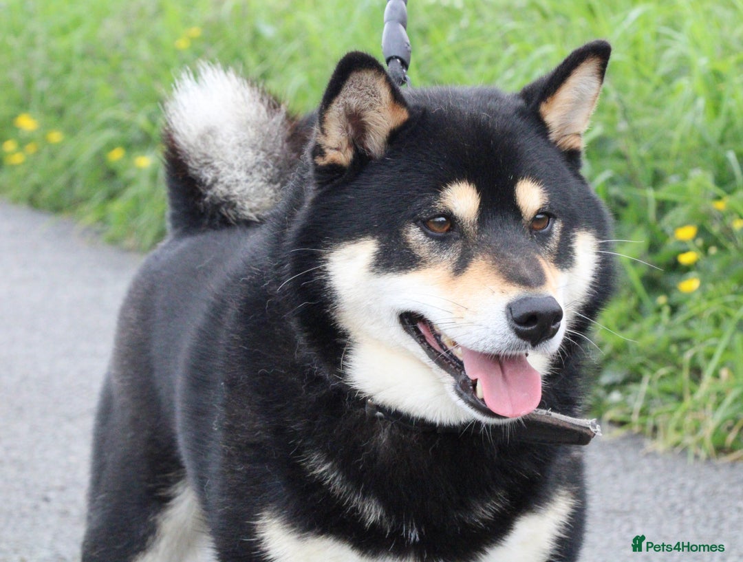 Japanese Shiba Inu dogs for sale: 	“Shiba Inu Puppies – Champion Pedigree, DNA Clear - Image 23