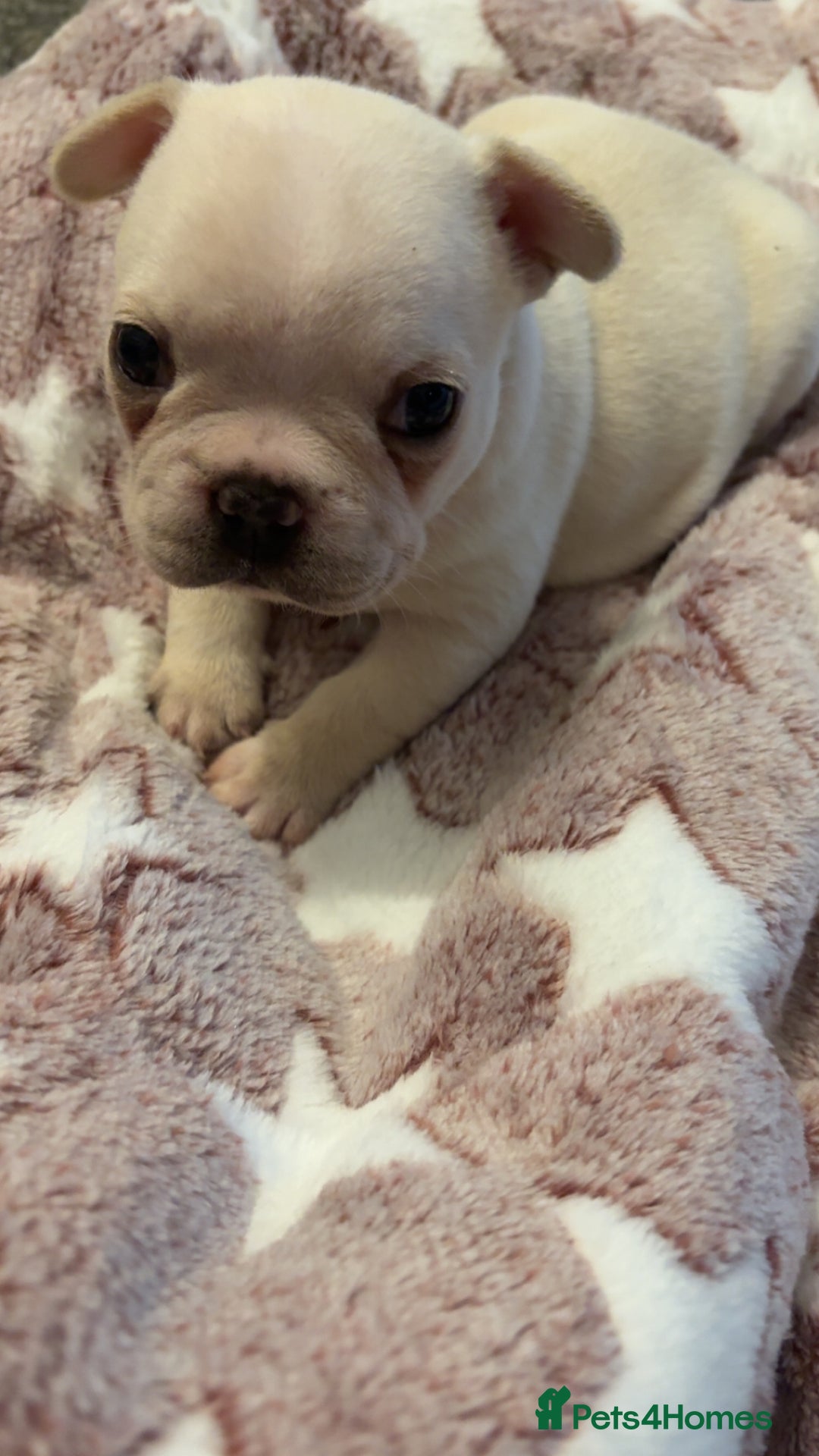 French Bulldog dogs for sale: 3 beautiful girls  - Image 14