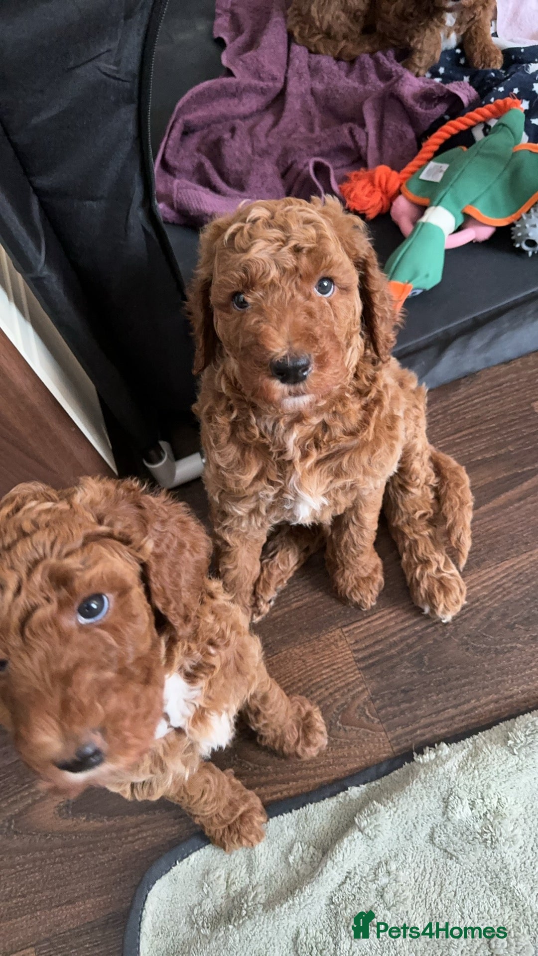 Poodle dogs for sale: Giant poodle  - Advert 5