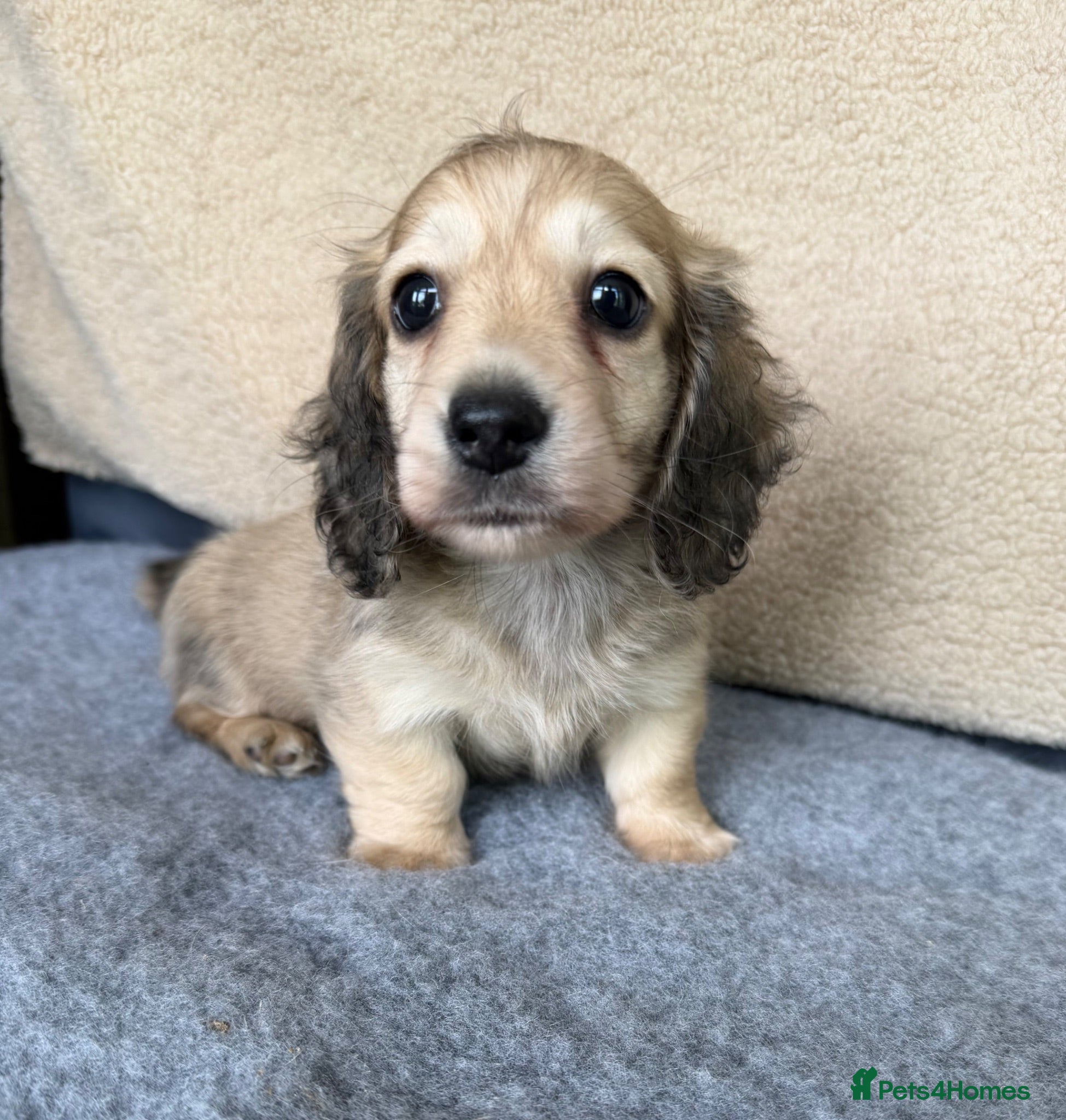 Miniature Dachshund dogs Gorgeous cream mini long haired boy - Advert 13