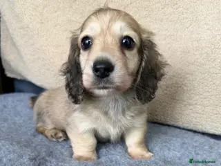 Miniature Dachshund dogs Gorgeous cream mini long haired boy - Advert 13