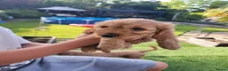 Cavapoo dogs for sale: F1 Cavapoo - Advert 10