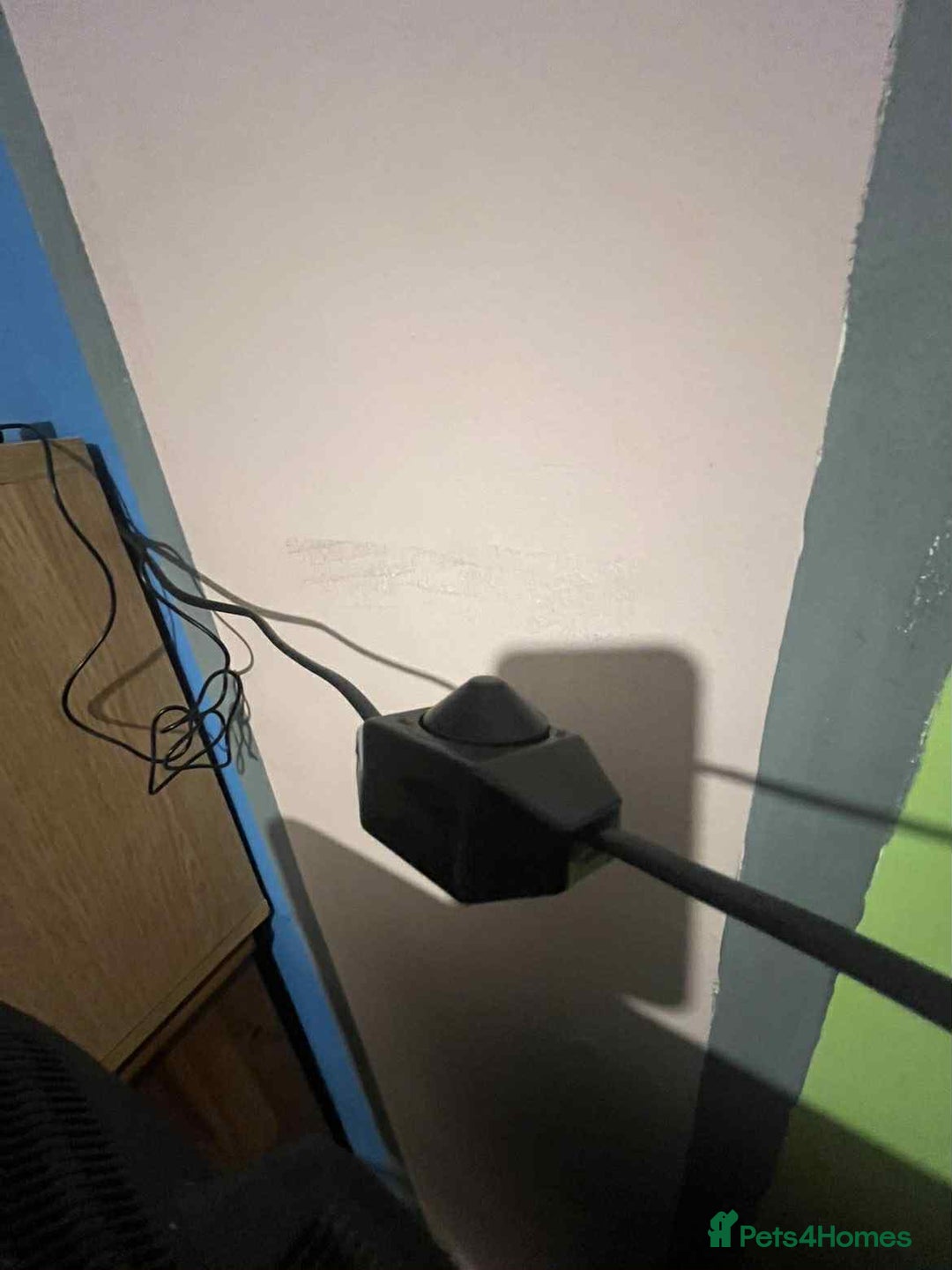 Corn Snake reptiles for sale: Corn snake and viv - Advert 6