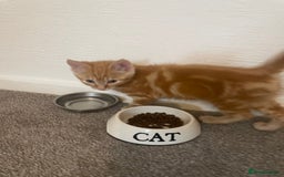 Asian cats for sale: Our lovely kitten needs to be rehome - Image 5