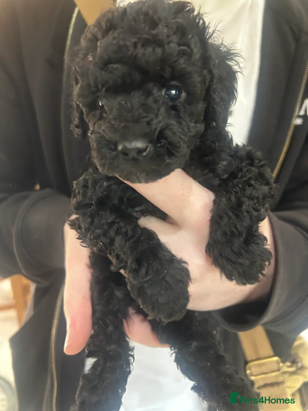 Mixed Breed dogs for sale: Poodle puppies - Advert 15