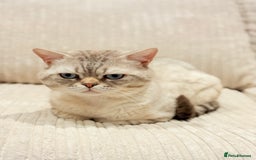 Scottish Fold cats for sale: Half Scottish half British short hair  in London - Image 8
