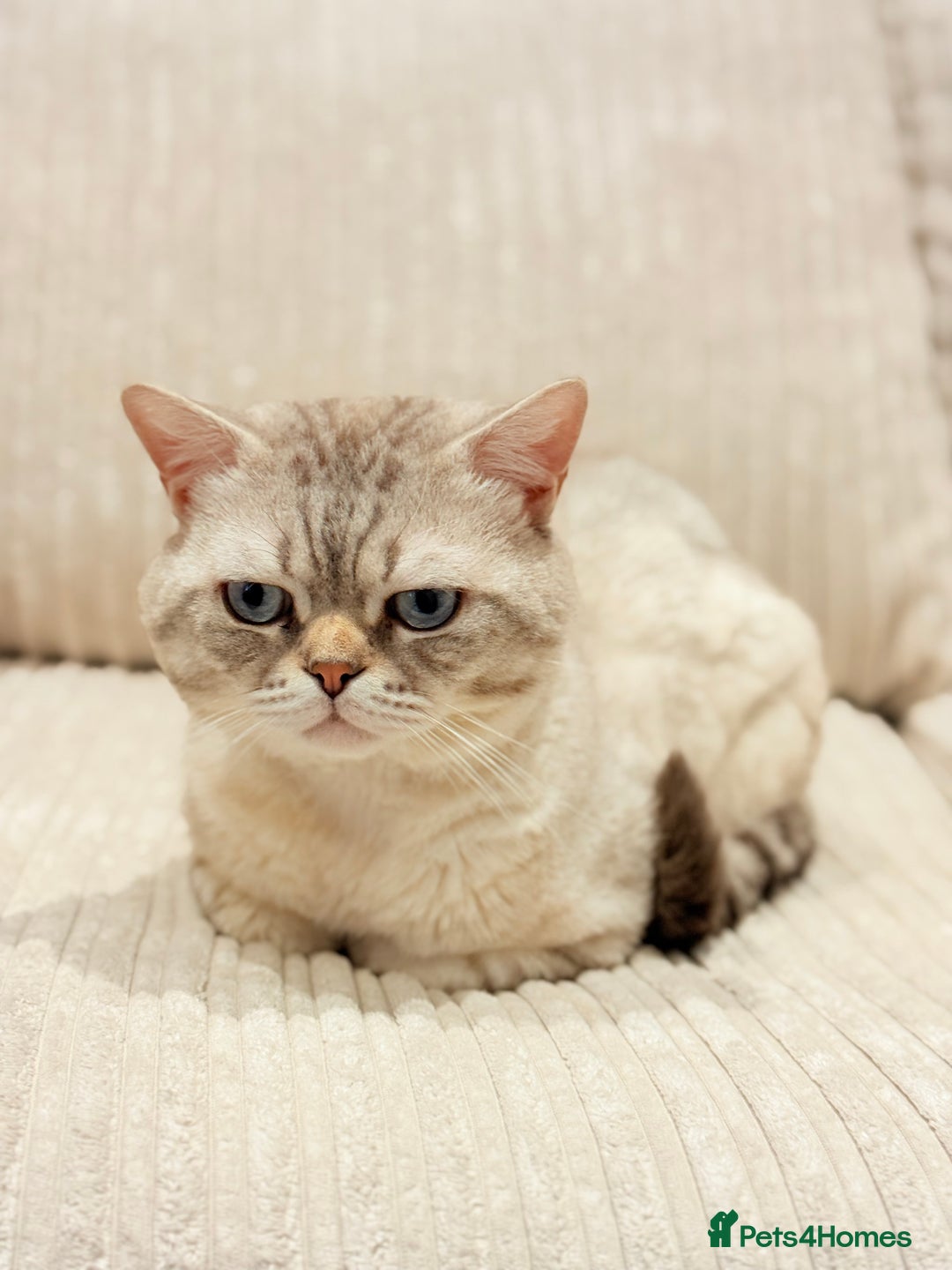 Scottish Fold cats for sale: Half Scottish half British short hair  in London - Image 8