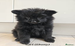Pomeranian dogs for sale: 3 Pure XS Pomeranian, Boys Bear&Milo. Girl Ebony - Image 3