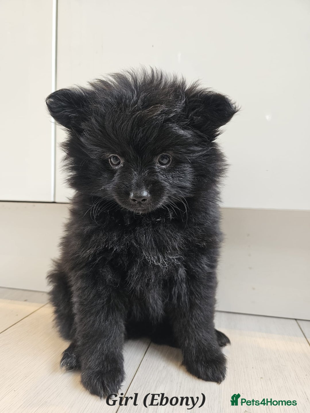 Pomeranian dogs for sale: 3 Pure XS Pomeranian, Boys Bear&Milo. Girl Ebony - Image 3