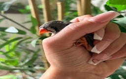 Finches birds for sale: Zebra and penguin finches  - Image 10