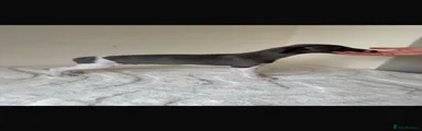 Whippet 2