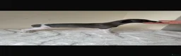 Whippet dogs for sale: Beautiful KC Registered Whippet pups for sale in Whitehaven - Advert 7