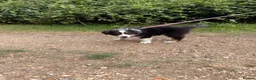 Australian Shepherd dogs for sale: The last beautiful female Australian Shepherd in Poole - Advert 28