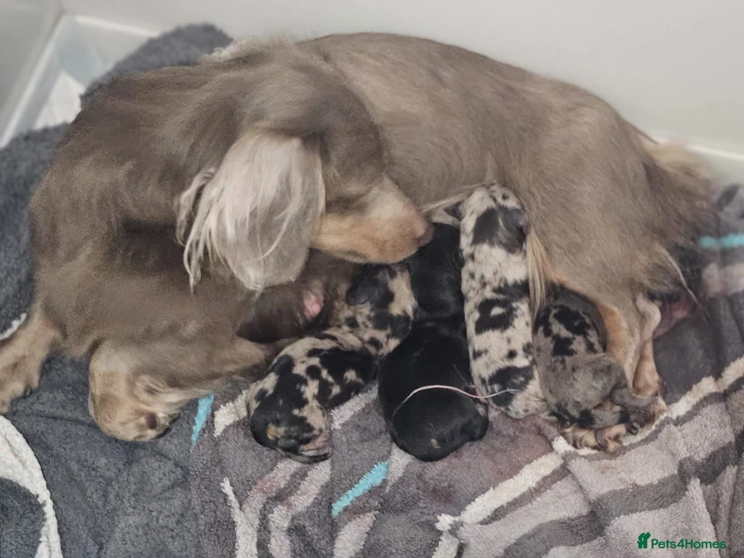 Miniature Dachshund dogs for sale: Beautiful Miniatures  - Advert 2