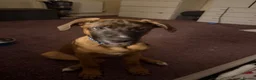 Mixed Breed dogs for sale: Urgent rehome needed  - Advert 3