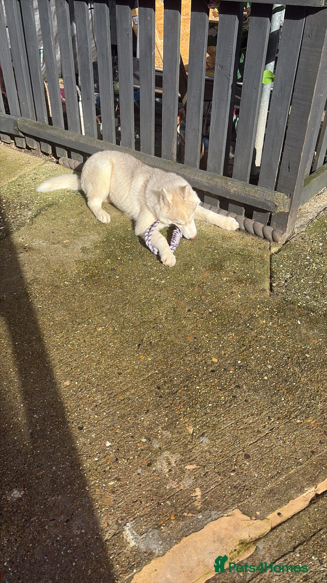 Siberian Husky dogs for sale: Siberian husky  - Advert 3