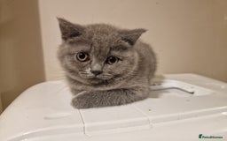 British Shorthair cats for sale: British shorthair  - Image 10