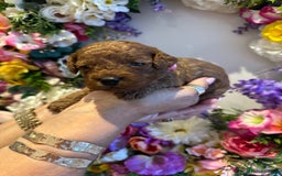 Cavapoo dogs for sale: STUNNING DEEP RED CAVAPOO PUPPIES  - Image 22