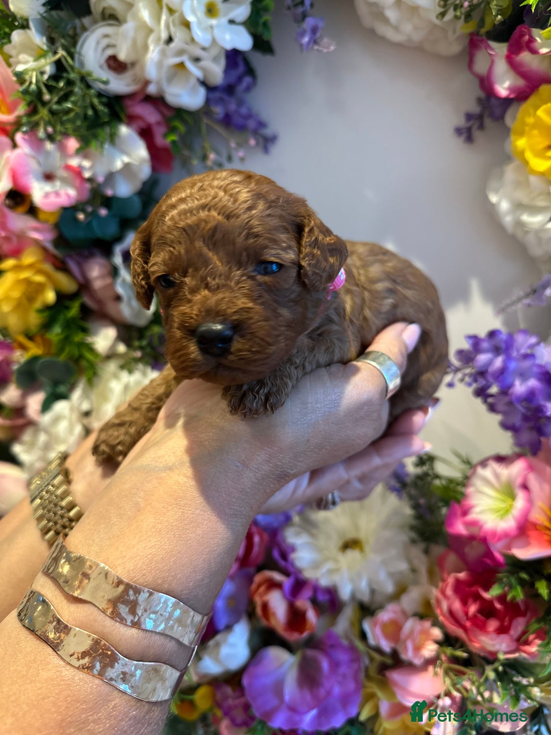 Cavapoo dogs for sale: STUNNING DEEP RED CAVAPOO PUPPIES  - Image 22