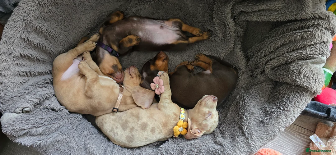 Miniature Dachshund dogs for sale: KC registered miniature Dachshund 🐶  - Advert 12