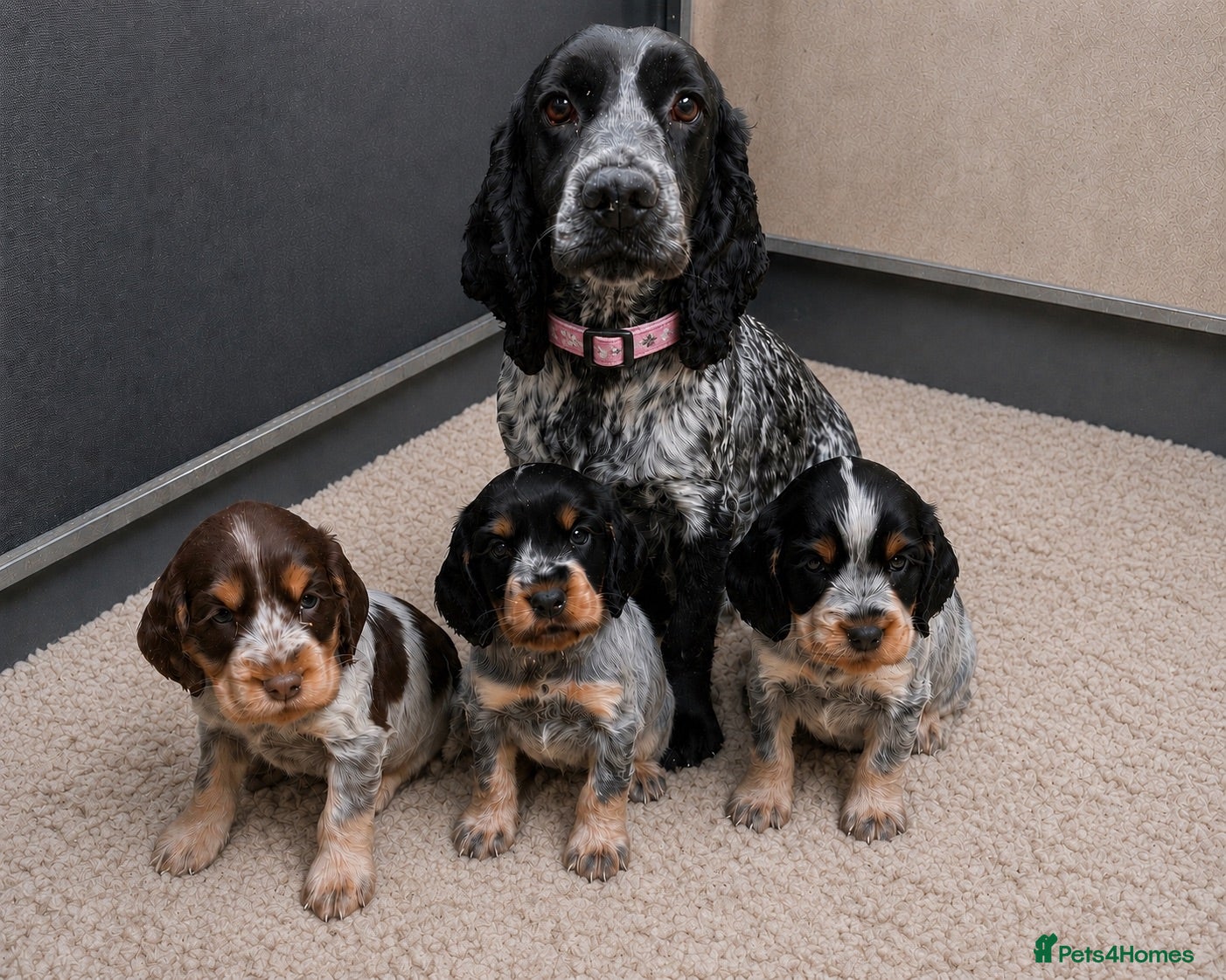 Cocker Spaniel dogs Adorable Show Type Cocker Spaniel puppies - Advert 2