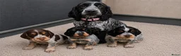 Cocker Spaniel dogs for sale: Adorable Show Type Cocker Spaniel puppies - Advert 2