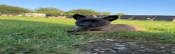 Belgian Shepherd Dog dogs for sale: Belgian shepards manolis  - Advert 12
