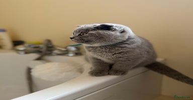 Scottish Fold cats - Advert 3