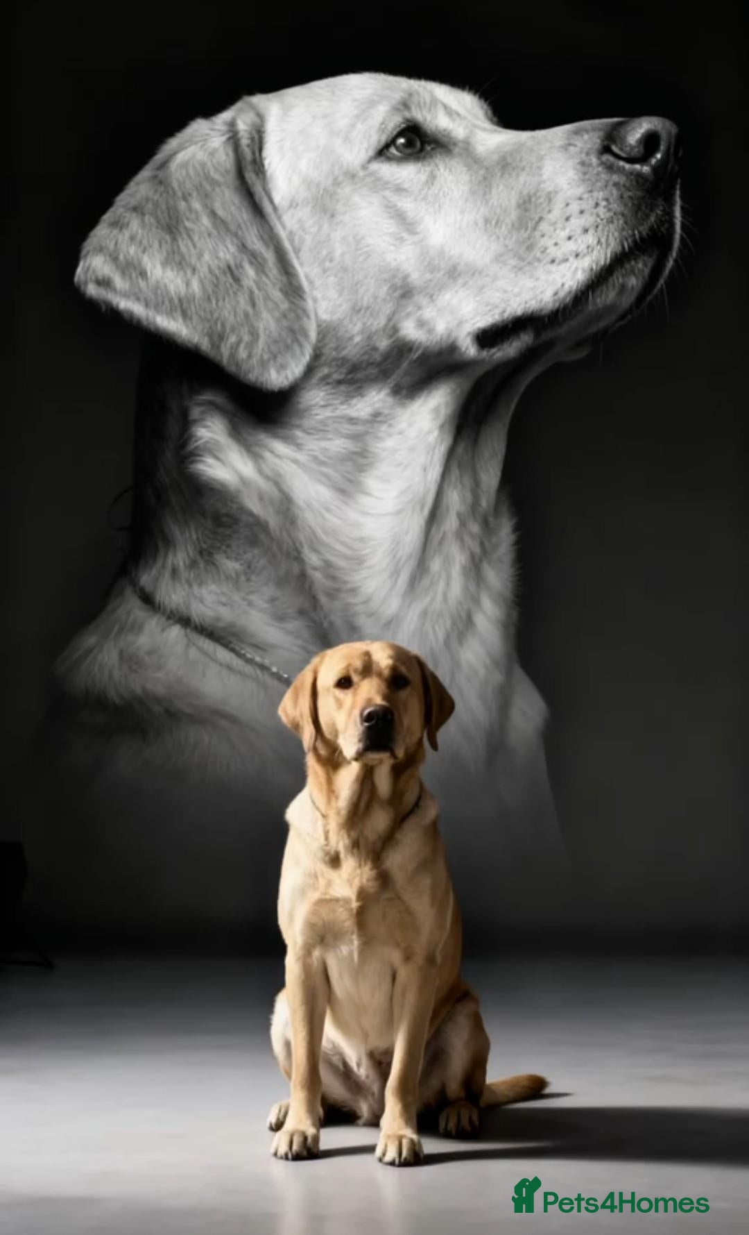 Labrador Retriever dogs FTW Sired Labrador retriever puppies  - Advert 1
