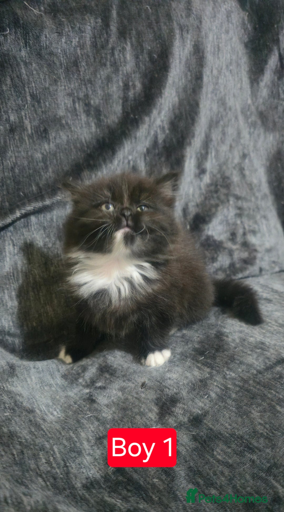 Mixed Breed cats for sale: Lovely Persian mixed kittens for sale - Advert 7