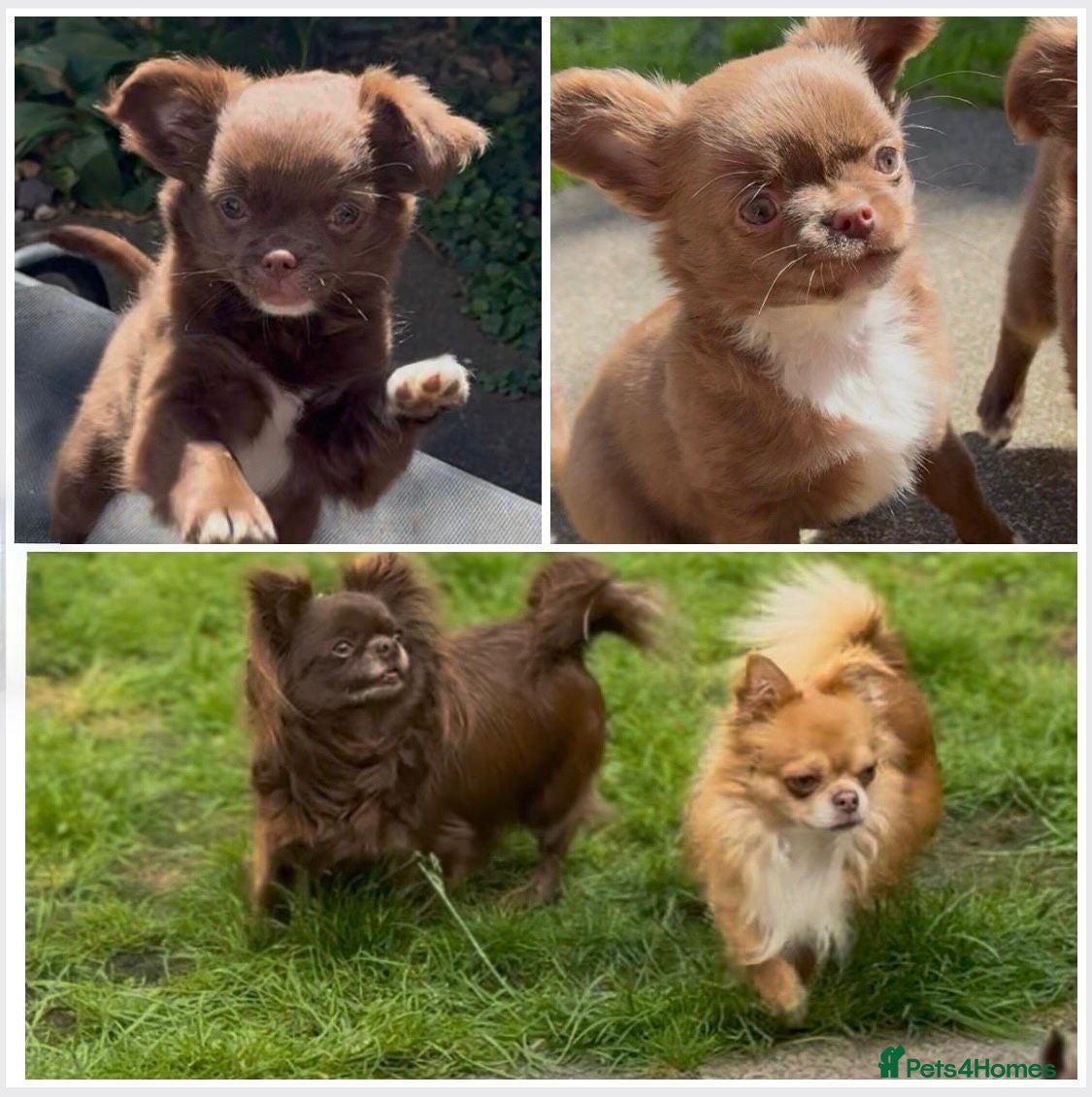 Chihuahua dogs Chihuahua puppies  - Advert 1