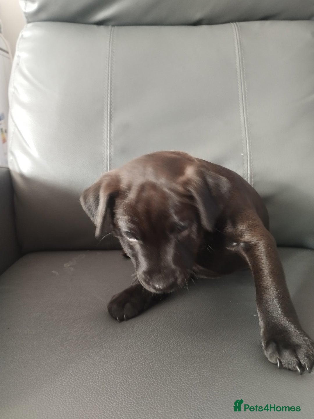 Patterdale Terrier dogs for sale: Patterdale Pups For Sale - Advert 6