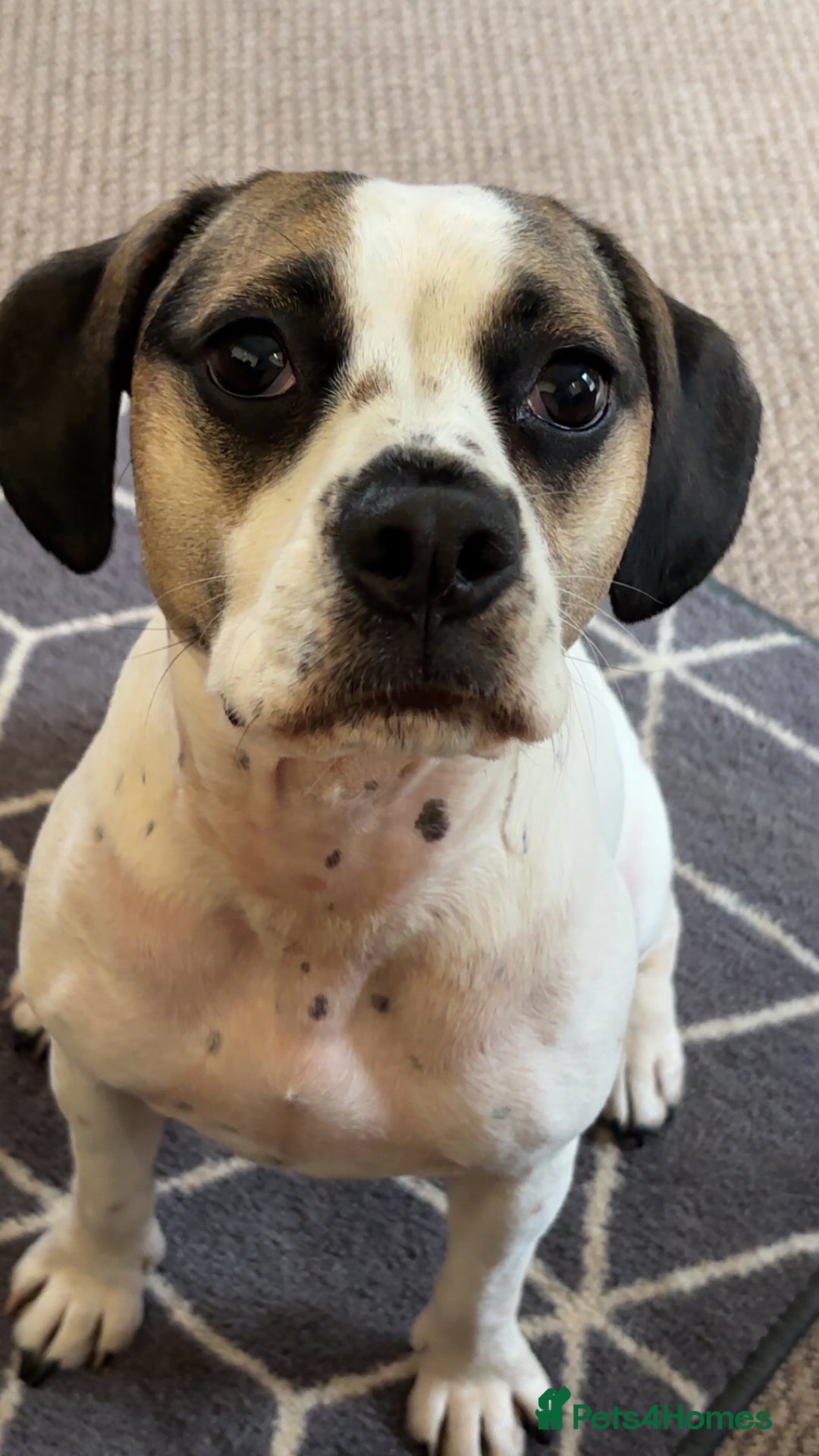 Mixed Breed dogs for sale: Princess  - Image 6