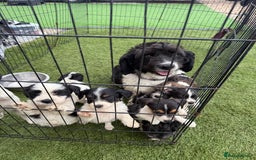 Mixed Breed dogs for sale: 7 stunning cockerjack puppies  - Image 15