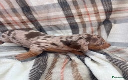 Miniature Dachshund dogs for sale: 5⭐️BREEDERS🏆KCREG🌸6GIRL💙1BOY🩺HEALTH TESTED🧬 - Image 13