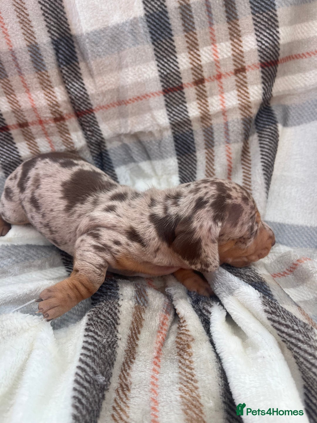 Miniature Dachshund dogs for sale: 5⭐️BREEDERS🏆KCREG🌸6GIRL💙1BOY🩺HEALTH TESTED🧬 - Image 13