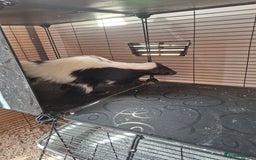 Ferret rodents for sale: Male 6 month old Skunk looking for new home  - Image 2