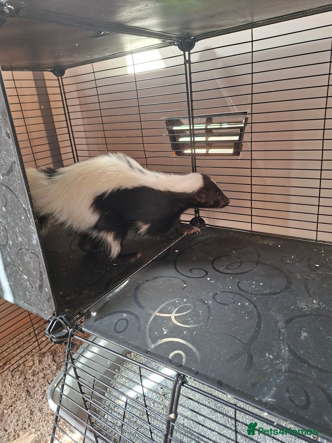 Ferret rodents for sale: Male 6 month old Skunk looking for new home  - Image 2