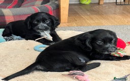Cocker Spaniel dogs for sale: Handsome cocker spaniel boys - Image 13