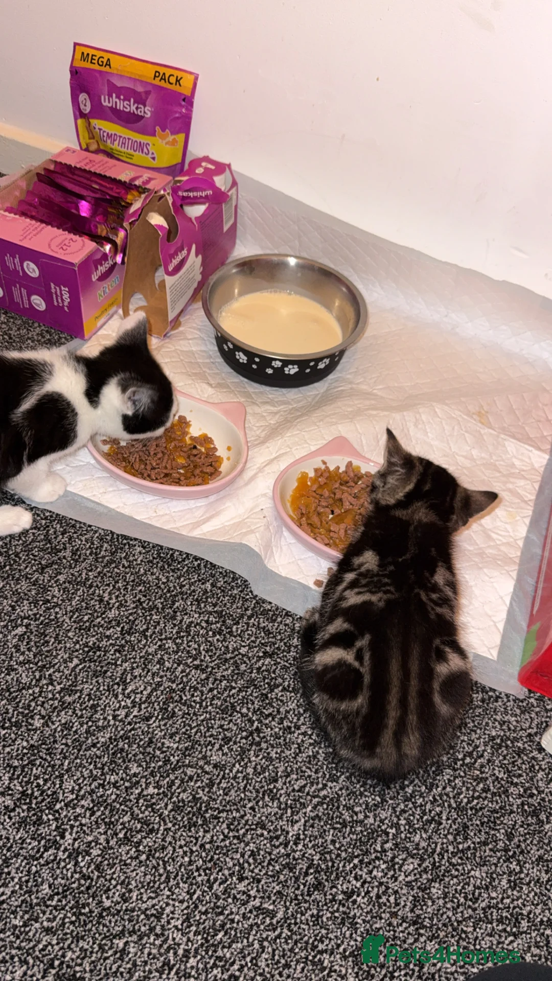 Mixed Breed cats for sale: Olive and Ocean in Wakefield - Advert 2