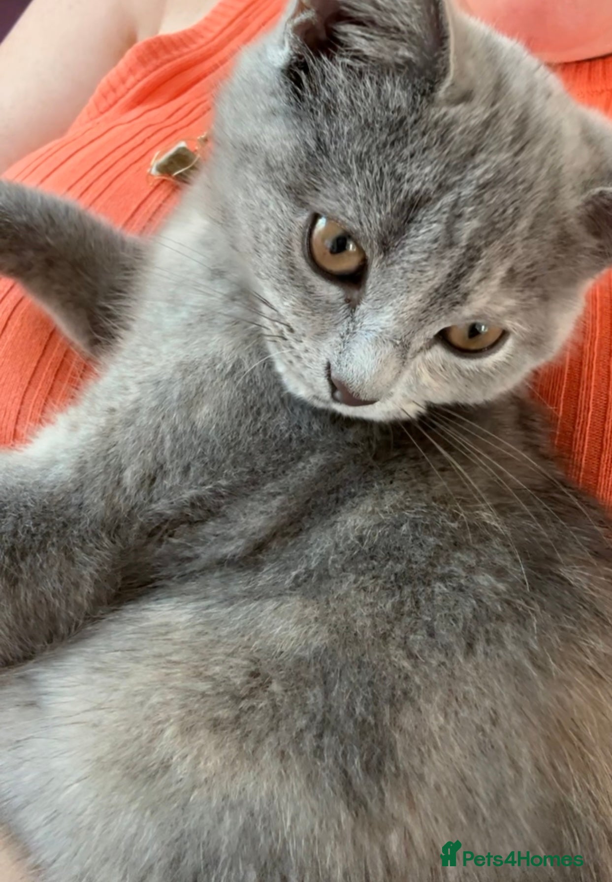 British Shorthair cats British short hairxPersian kittens - Advert 2