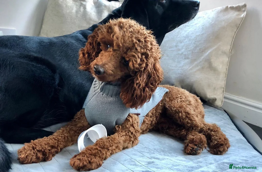 Cavapoo dogs for sale: Health Tested Cavapoo Puppies - Advert 7