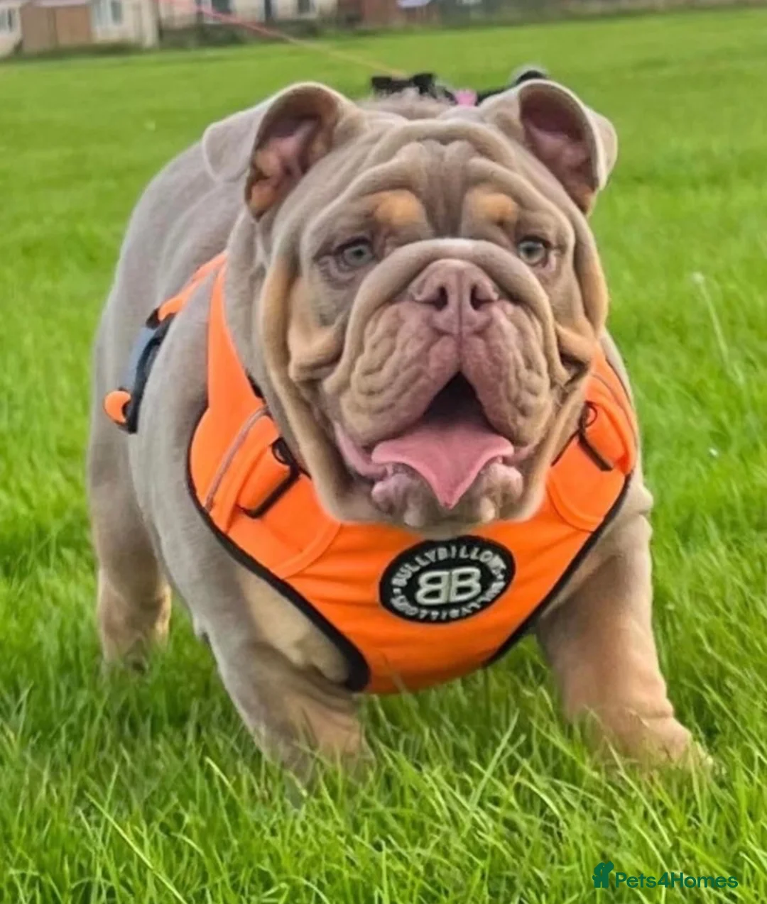 English Bulldog dogs for stud: Luna effect bulldog  - Advert 1