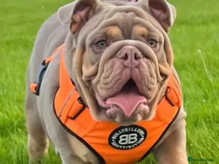 English Bulldog dogs Luna effect bulldog - Advert 6