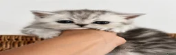Exotic cats for sale: 2 high quality exotic females  - Advert 6
